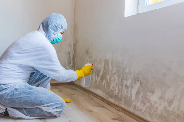 Licensed Commercial Mold Remediation service in Bergenfield, NJ - WQB Mold Removal