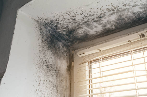Affordable Commercial Mold Remediation solutions in Bergenfield, NJ